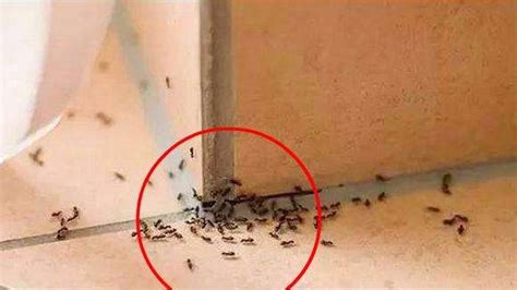 家里有蚂蚁代表什么 象牙木病蟲害